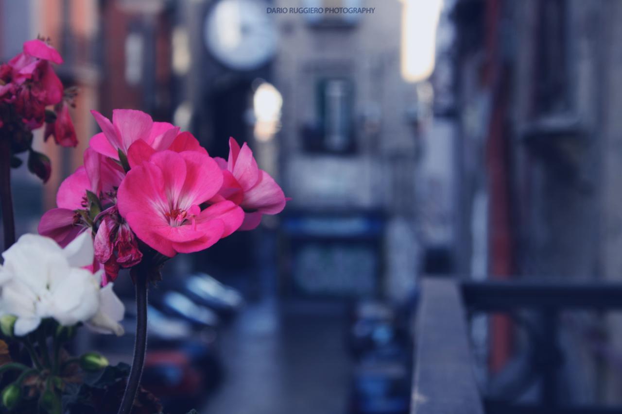 Napoli Sweet Home - Casa "Donna Rosa" エクステリア 写真